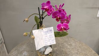 Blomsterhlsen Sandvik.jpg